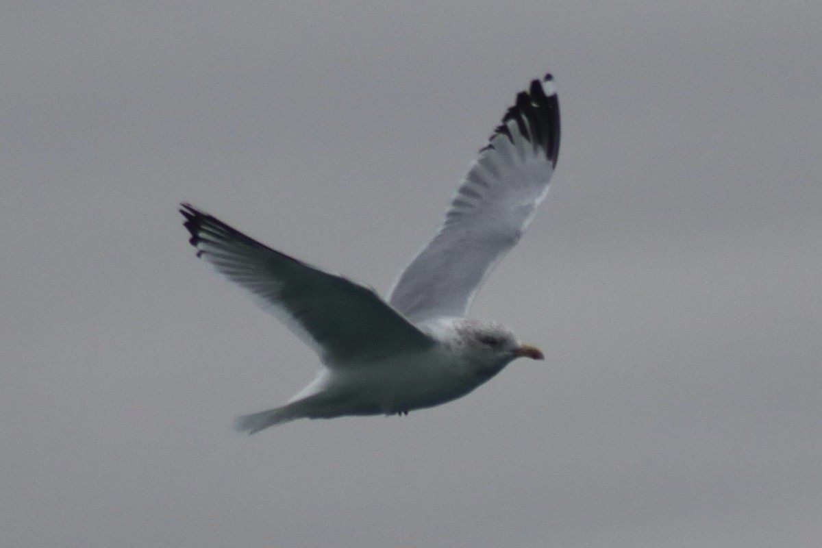 American Herring Gull - ML630196298