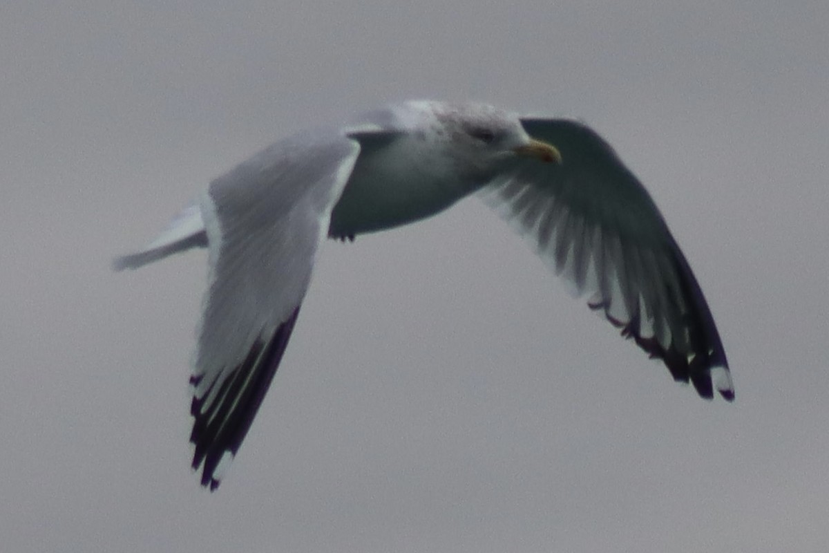 American Herring Gull - ML630196299