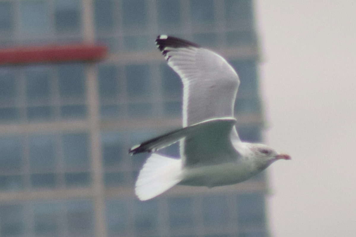 American Herring Gull - ML630196300