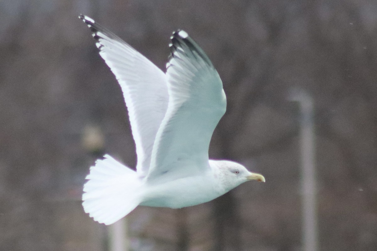 American Herring Gull - ML630196301