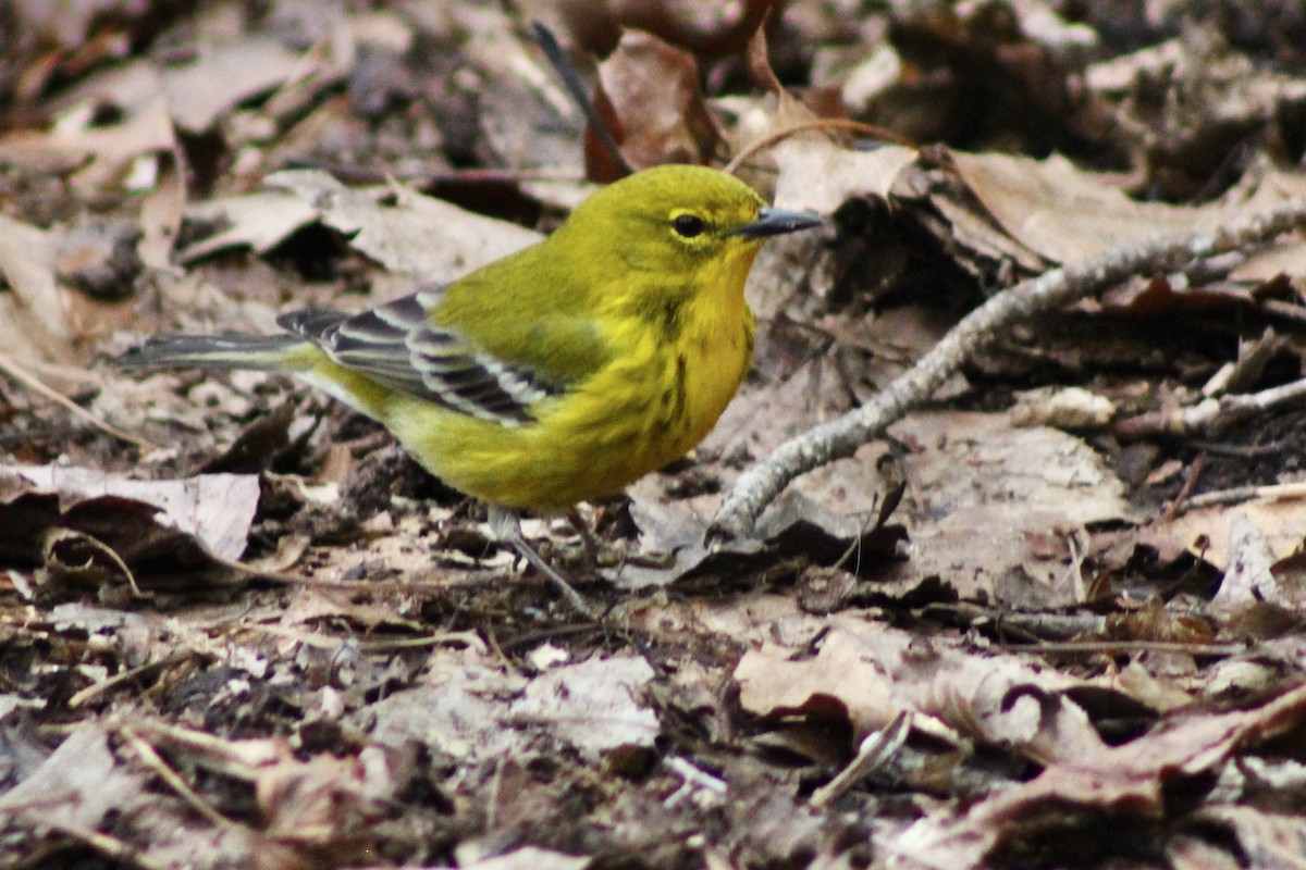 Pine Warbler - ML630196457