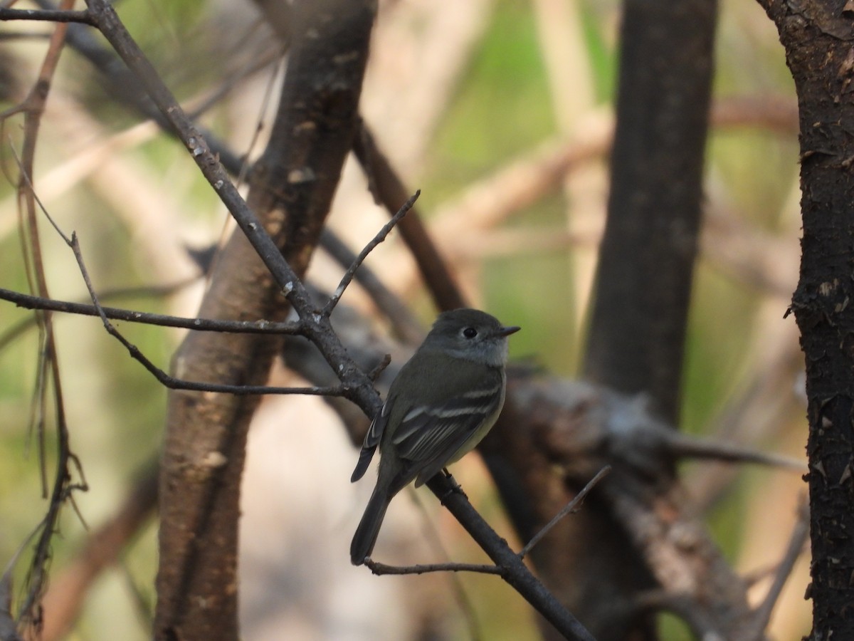 Hammond's Flycatcher - ML630196654