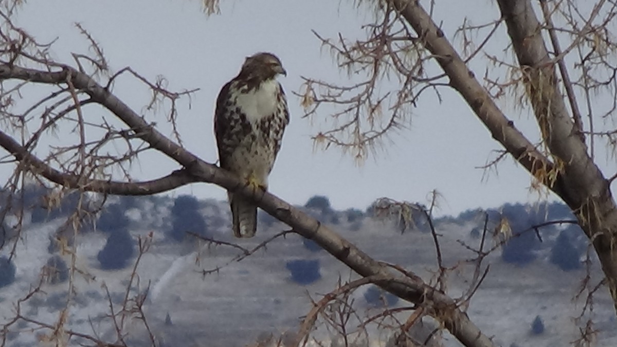 Red-tailed Hawk - ML630196671