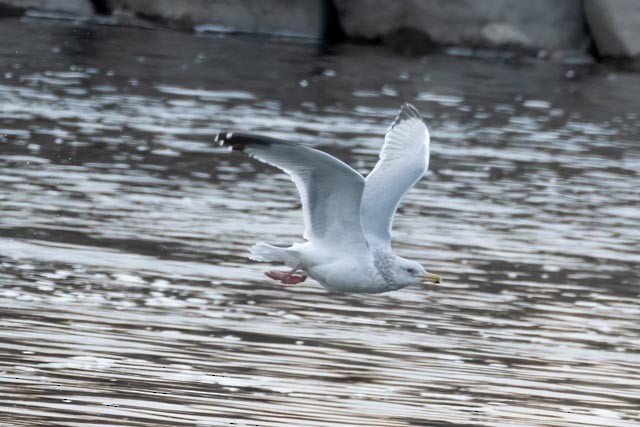 American Herring Gull - ML630196680