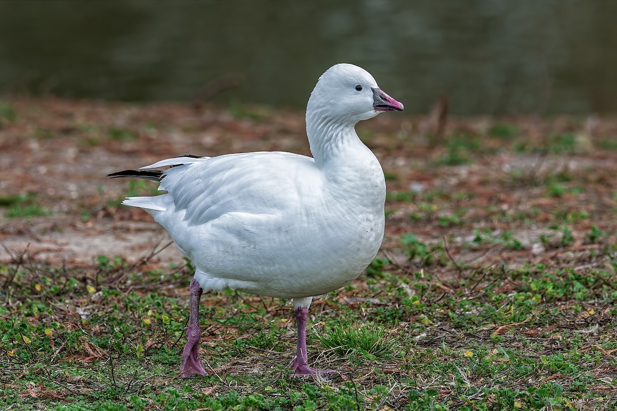 Ross's Goose - ML630196761