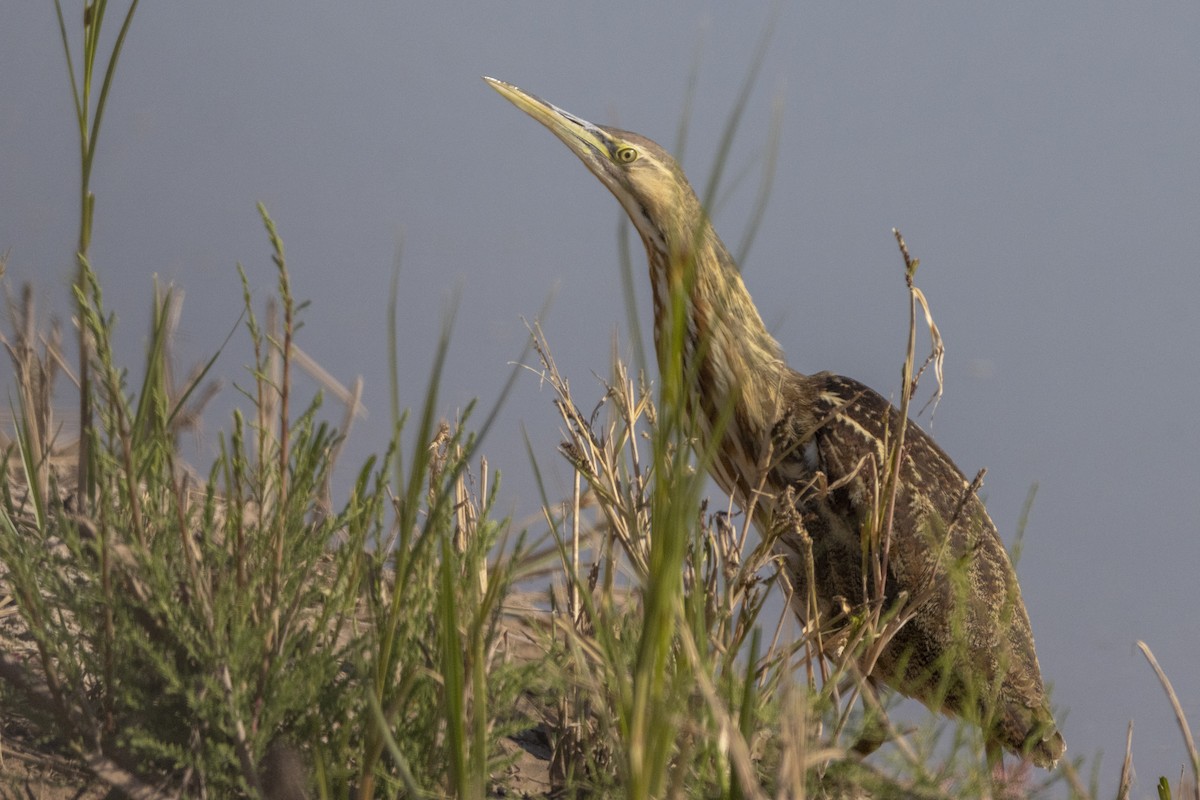 American Bittern - ML630196839