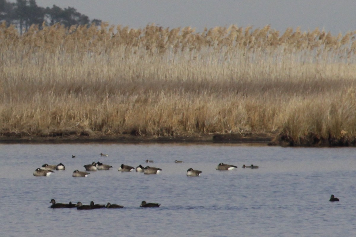 American Black Duck - ML630196939
