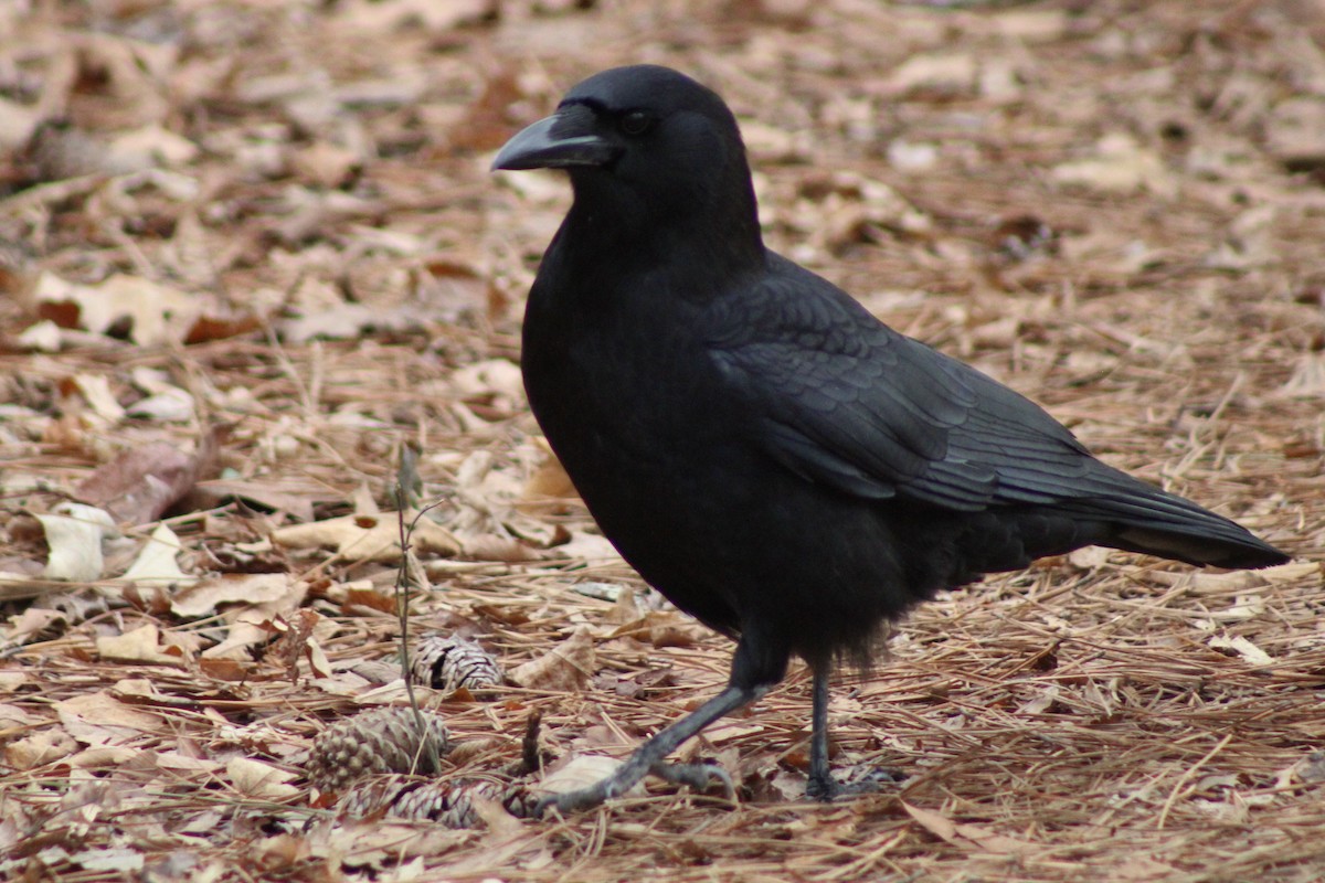 American Crow - ML630196981