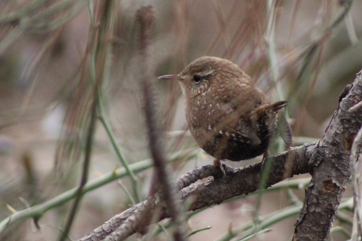 Winter Wren - ML630196988