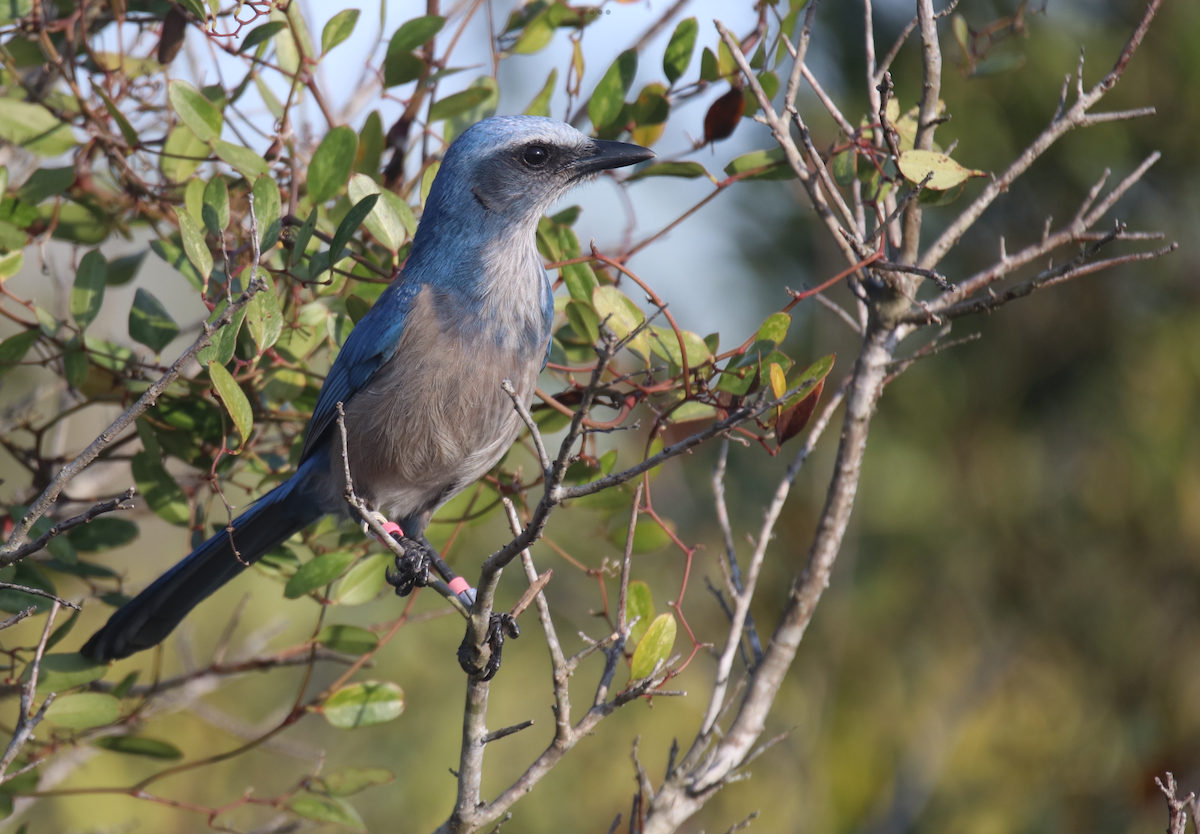 floridaskrike - ML630197065