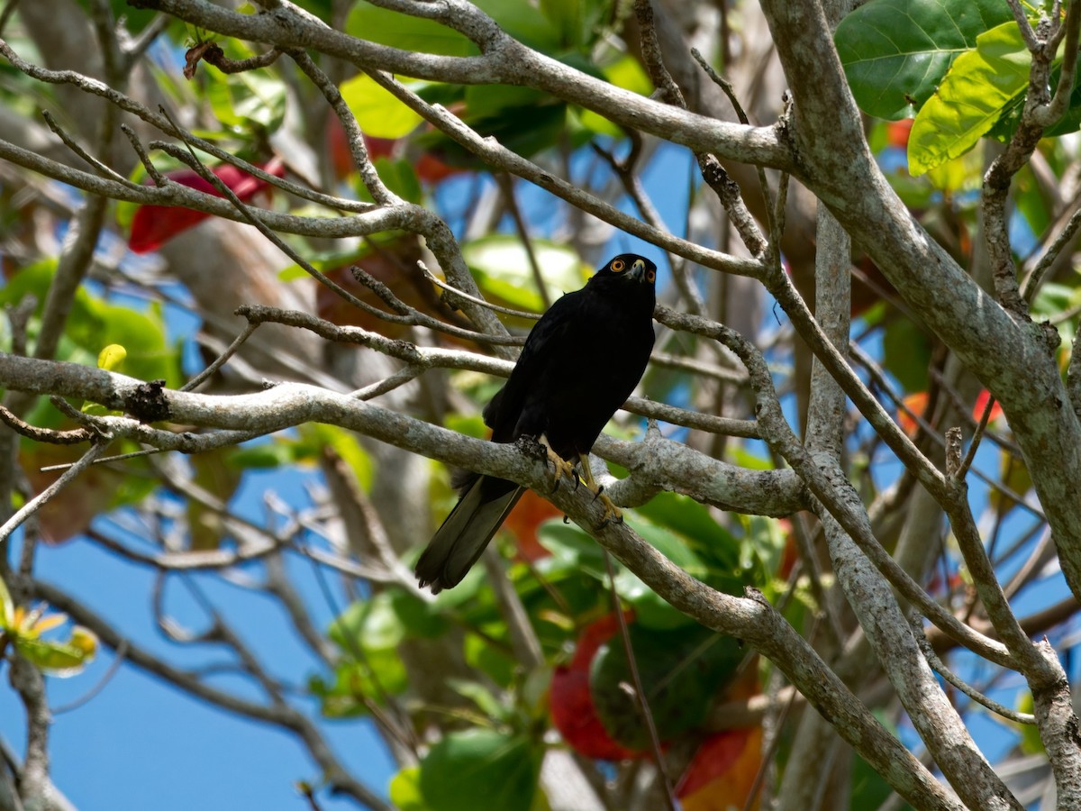 Pied Goshawk - Quentin Paynter