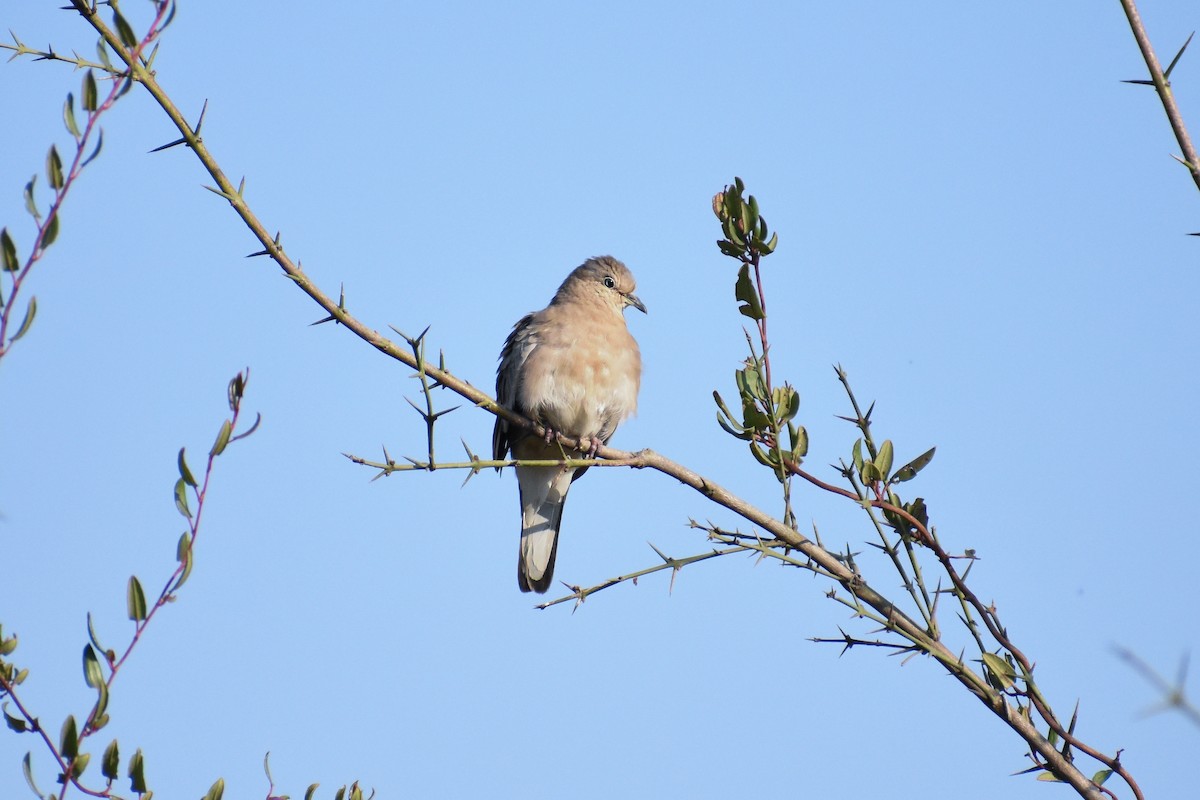 Picui Ground Dove - ML630197278