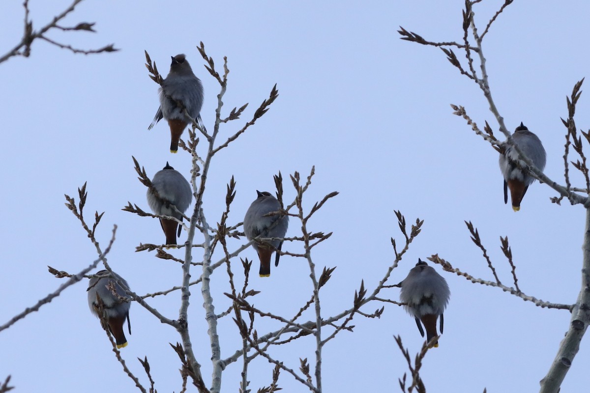 Bohemian Waxwing - ML630197355