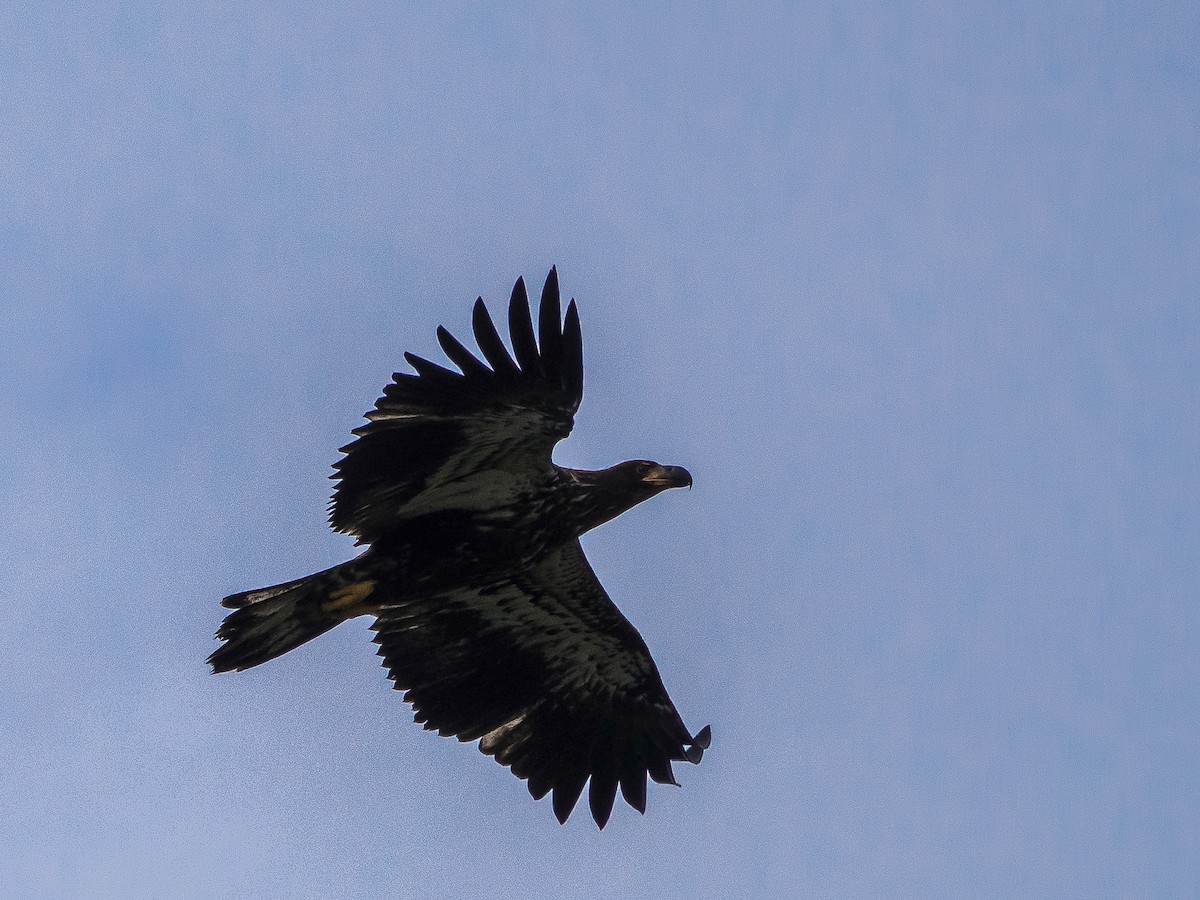 Bald Eagle - ML630197423