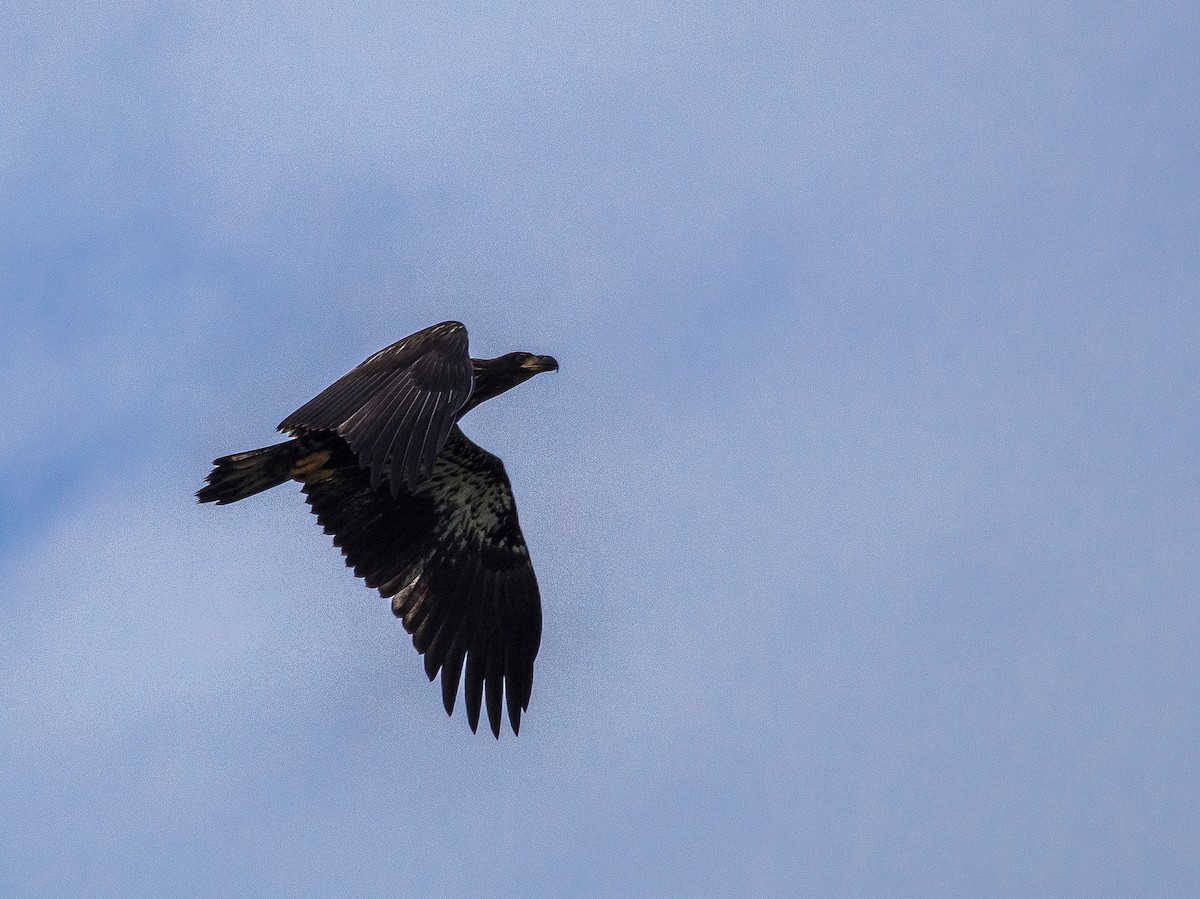 Bald Eagle - ML630197425