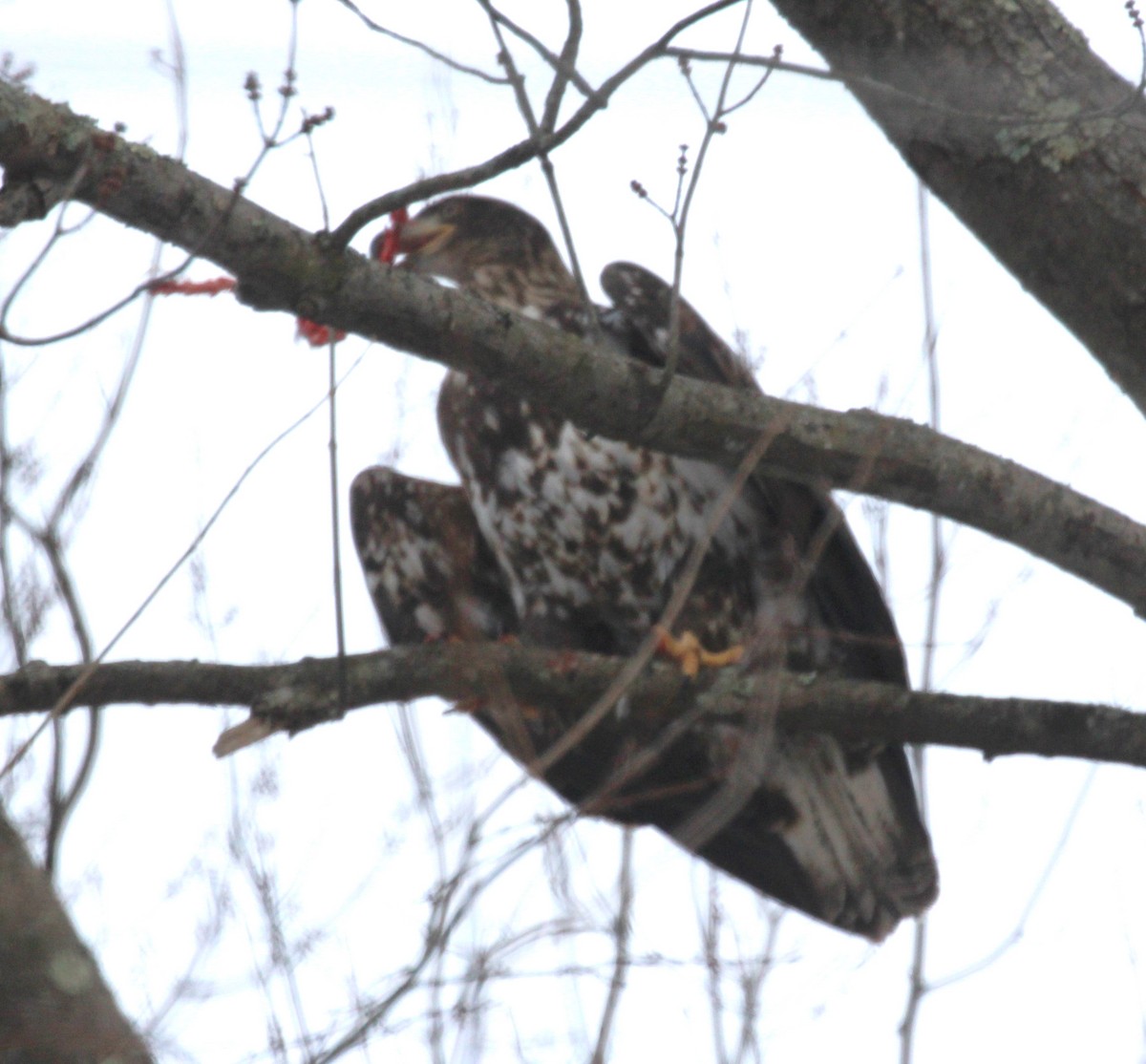 Bald Eagle - ML630197505