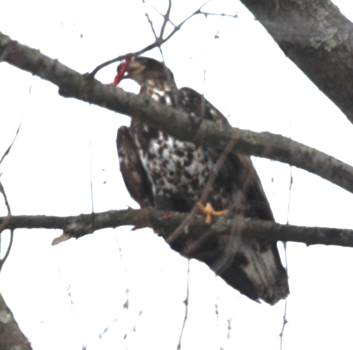 Bald Eagle - ML630197506