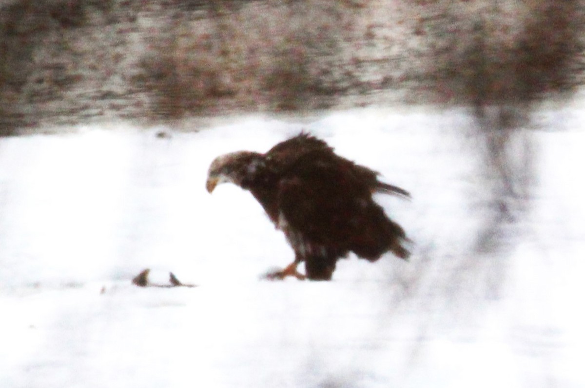 Bald Eagle - ML630197520