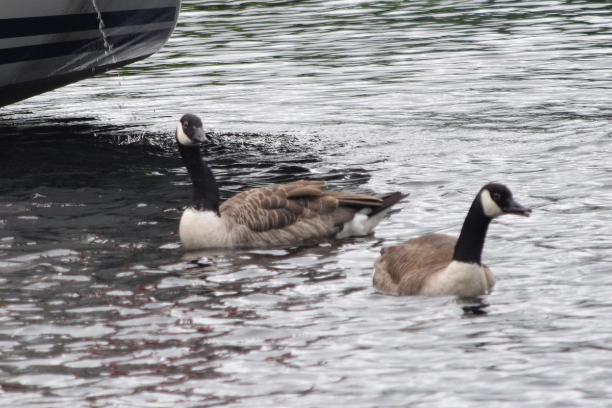 Canada Goose - Hadie Muller