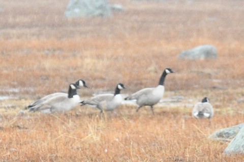 Cackling Goose (Taverner's) - ML630197721
