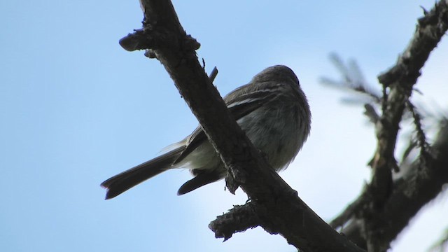 Gray Flycatcher - ML630197744