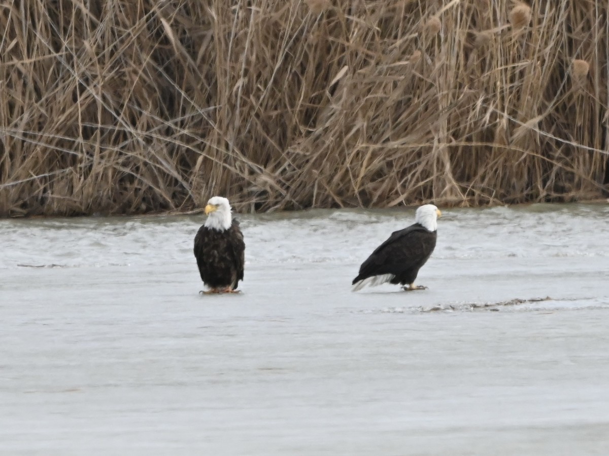 Bald Eagle - ML630197753