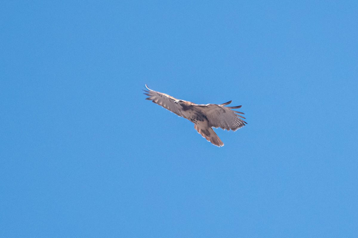 Red-tailed Hawk - ML630198006