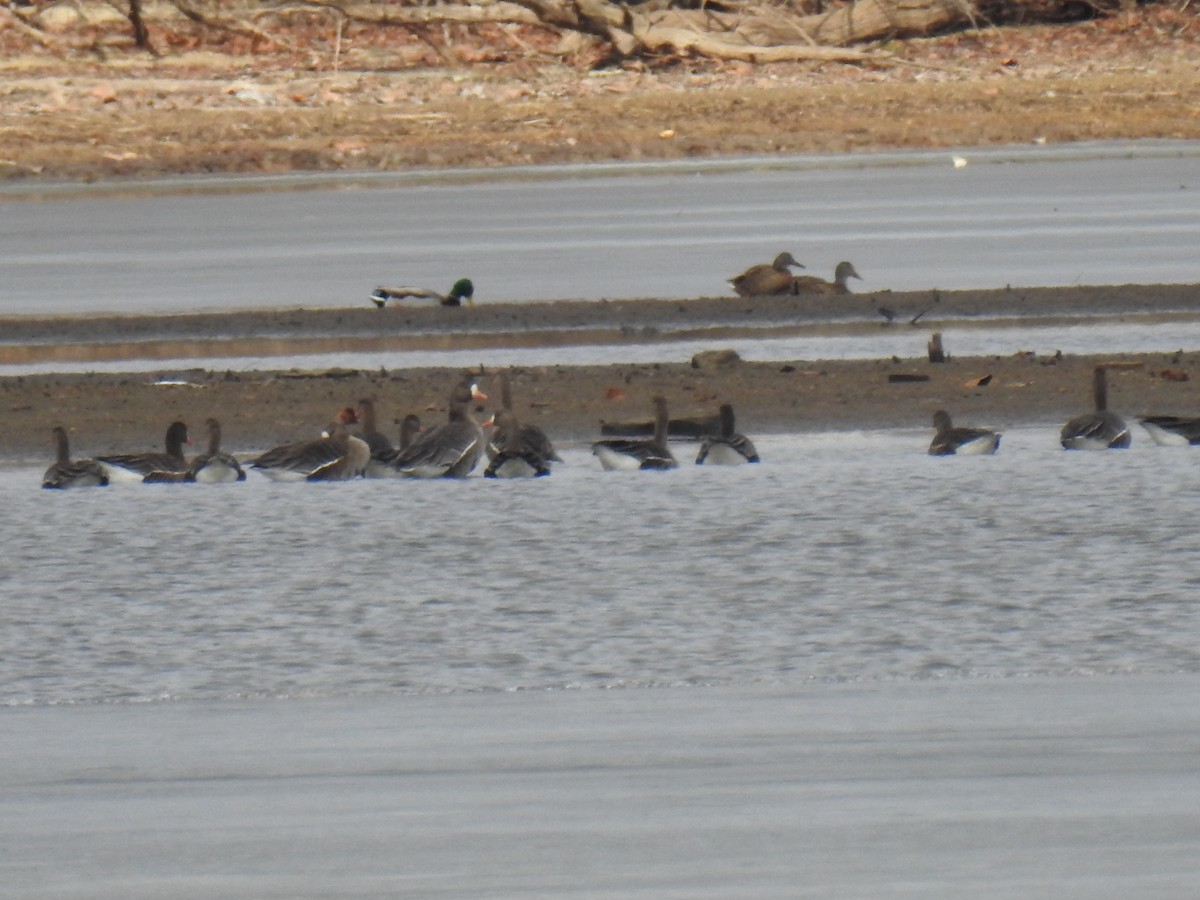 Greater White-fronted Goose - ML630198143