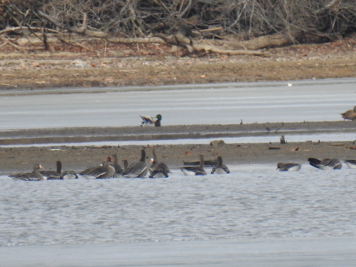 Greater White-fronted Goose - ML630198145