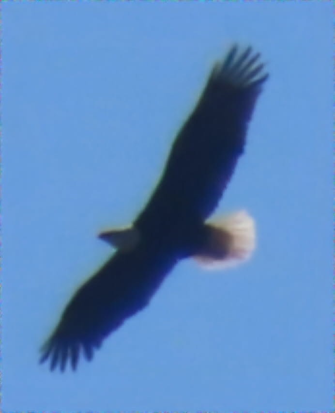 Bald Eagle - ML630198153