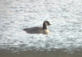 Cackling Goose (Taverner's) - ML630198292