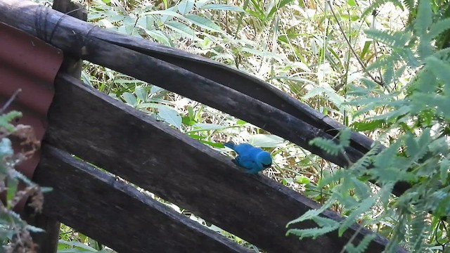 Swallow Tanager - ML630198297