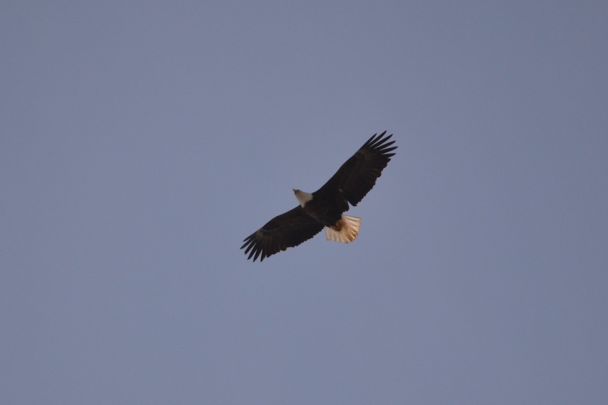 Bald Eagle - ML630198345