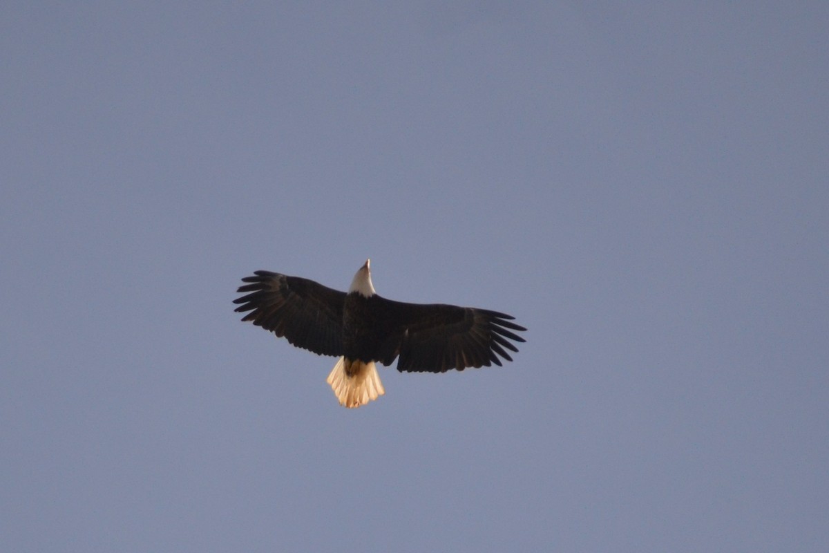 Bald Eagle - ML630198346