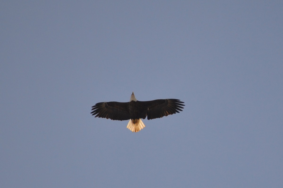 Bald Eagle - ML630198347