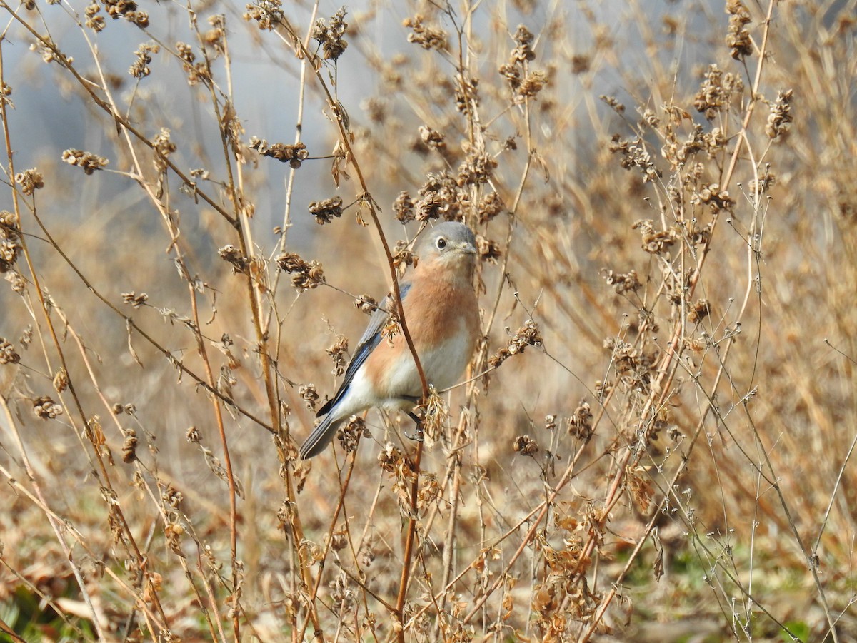 Eastern Bluebird - ML630198462