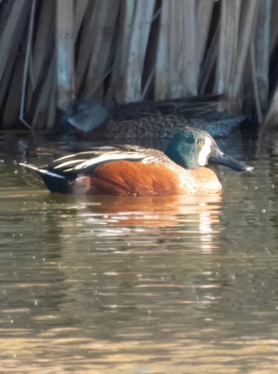 Cinnamon Teal x Northern Shoveler (hybrid) - ML630198514