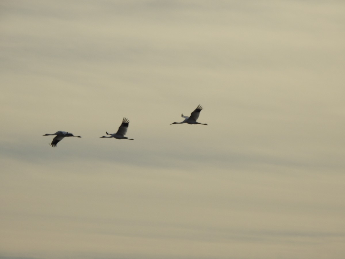 Whooping Crane - ML630198527