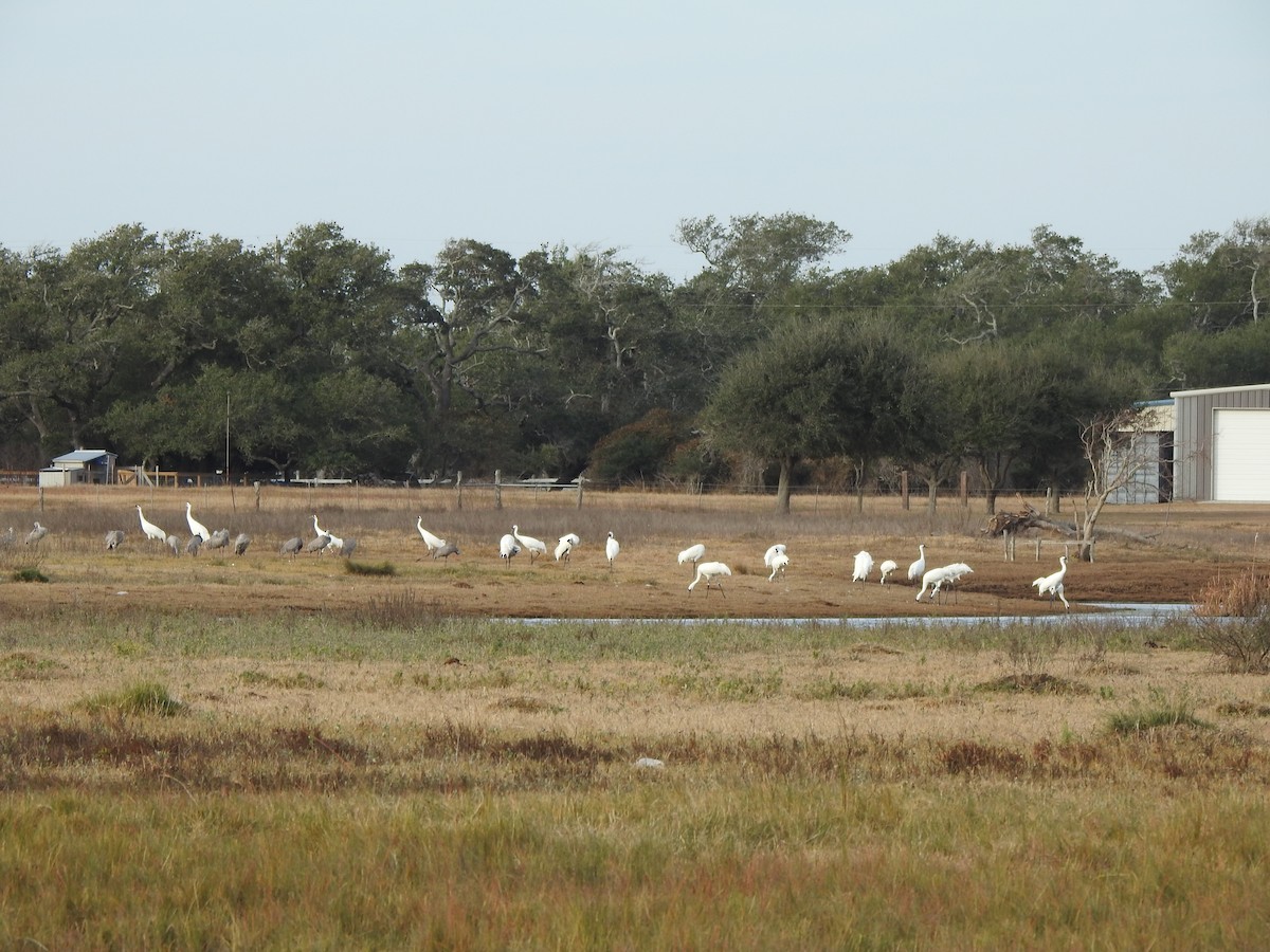 Whooping Crane - ML630198529