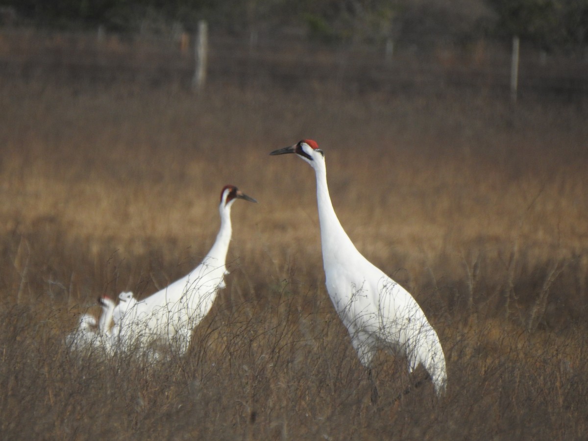 Whooping Crane - ML630198541