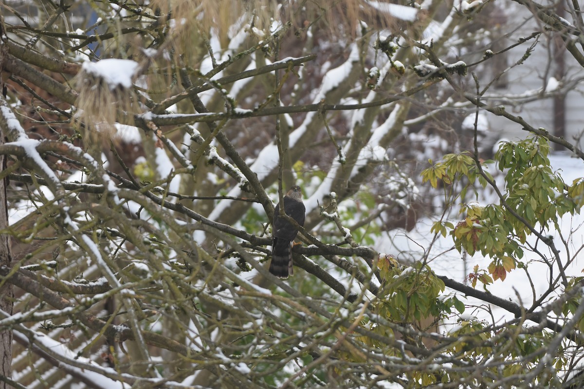 krahujec americký - ML630198710