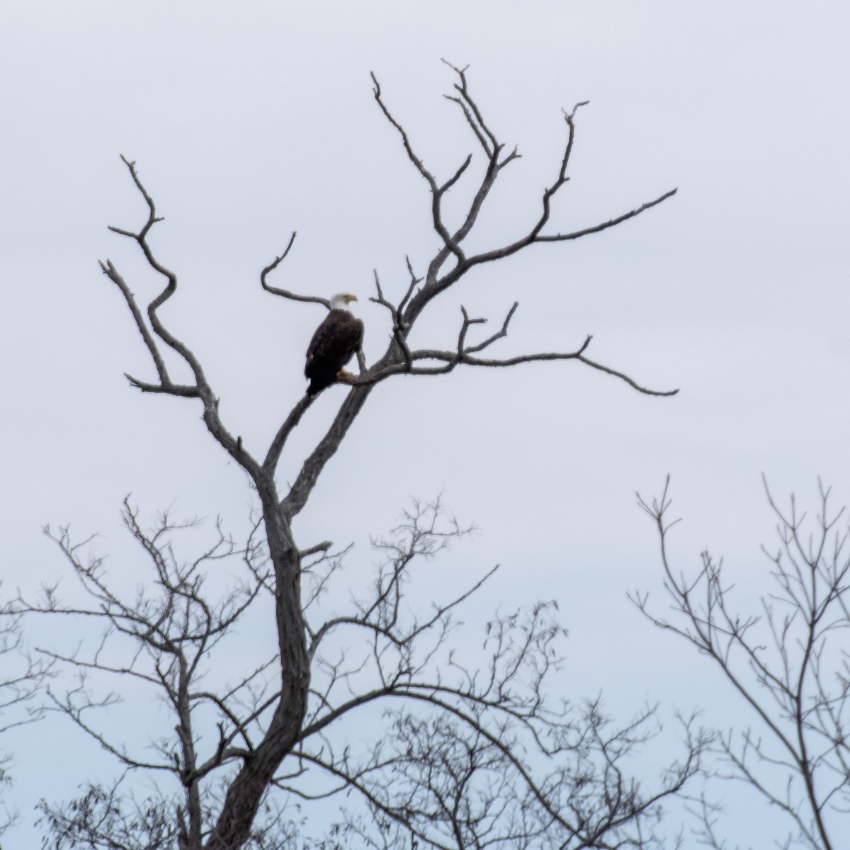 Bald Eagle - ML630198767