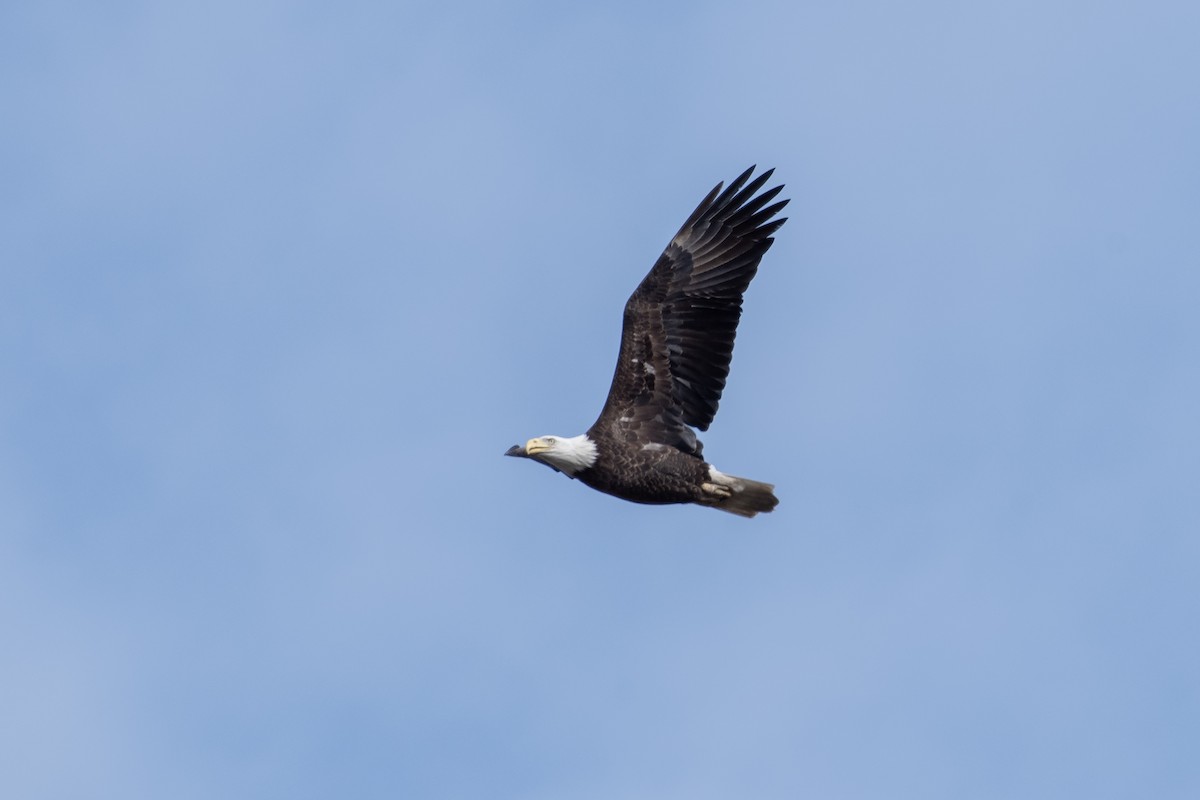 Bald Eagle - ML630198804