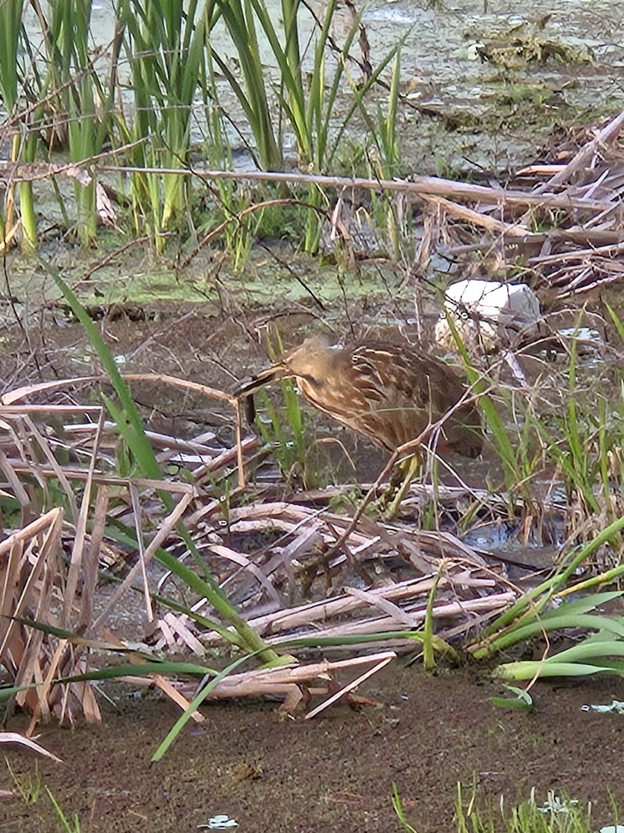 American Bittern - ML630198935