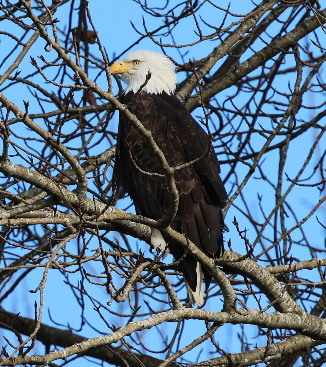 Bald Eagle - ML630199155