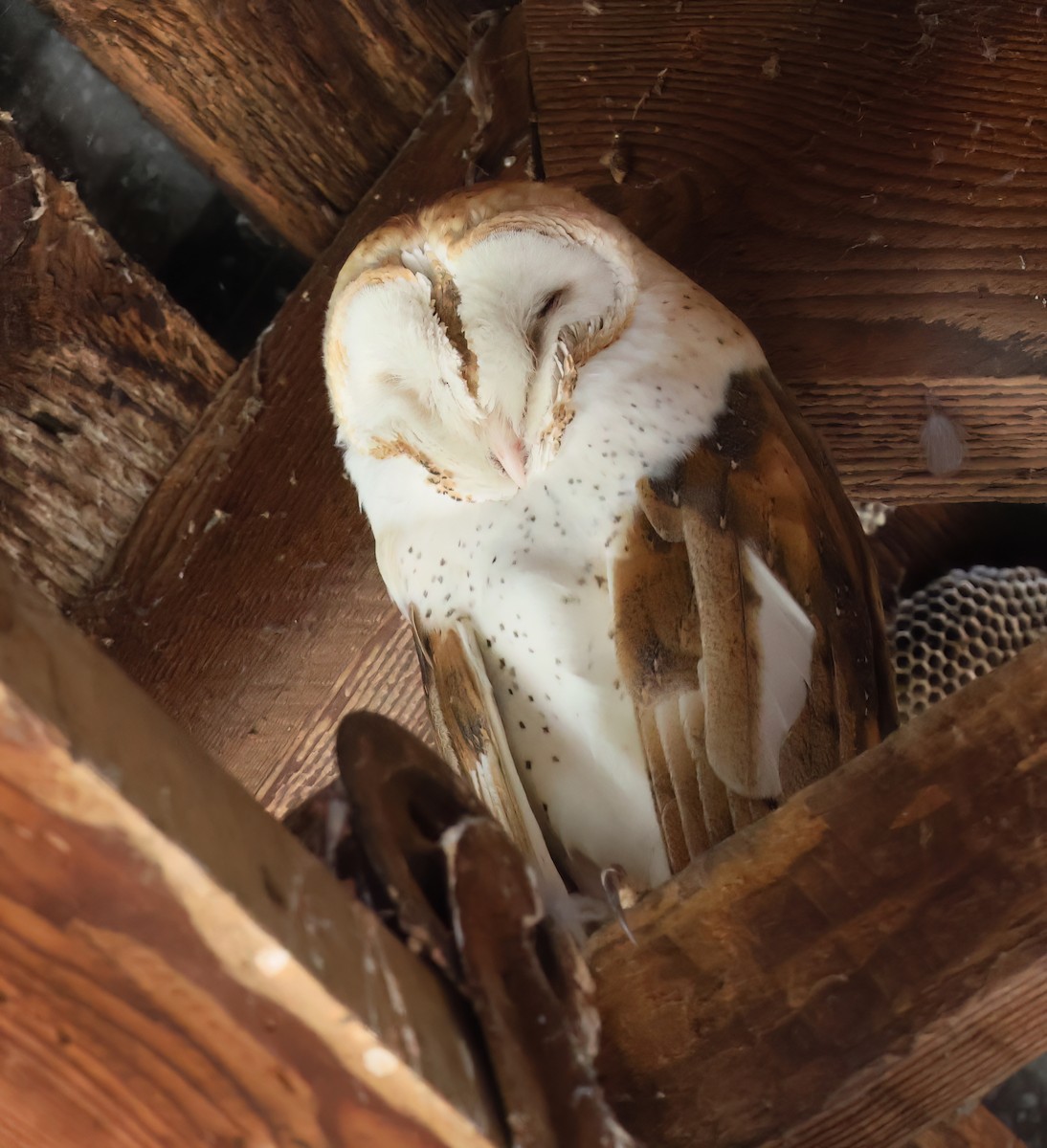 American Barn Owl - ML630199165