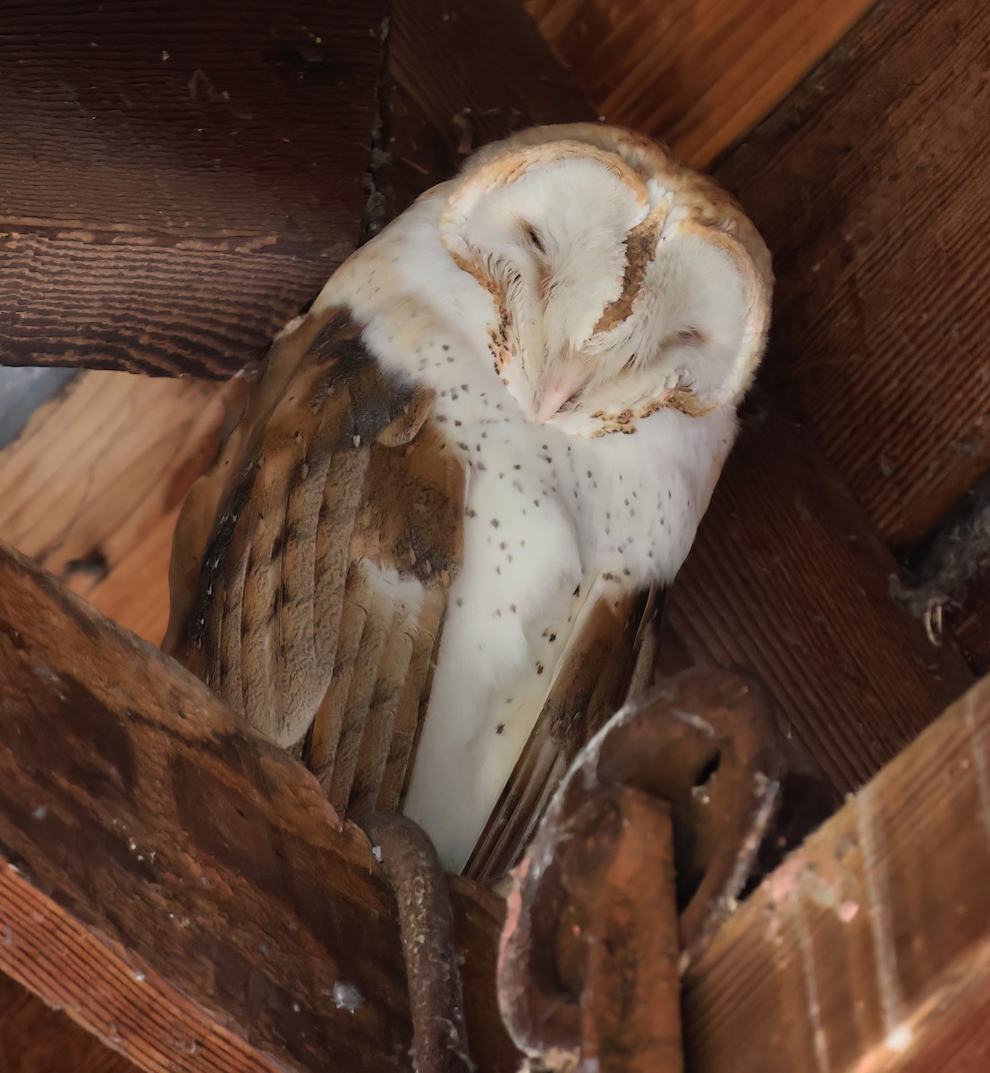 American Barn Owl - ML630199198