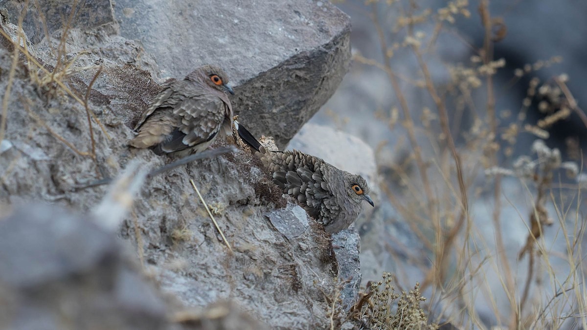 Bare-faced Ground Dove - ML630199207