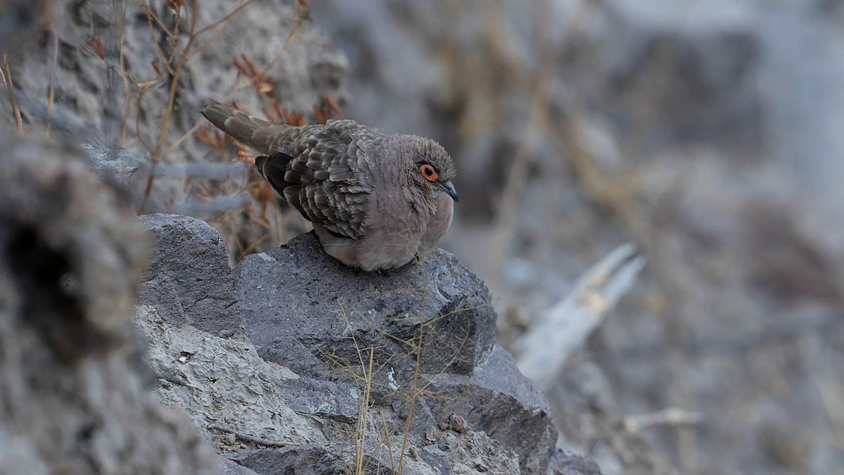 Bare-faced Ground Dove - ML630199208