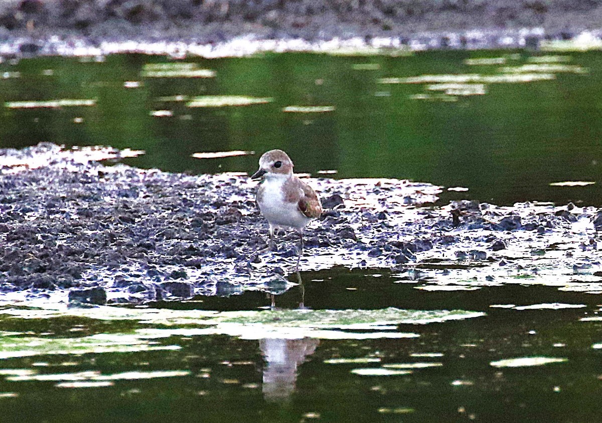 Tibetan Sand-Plover - ML630199224